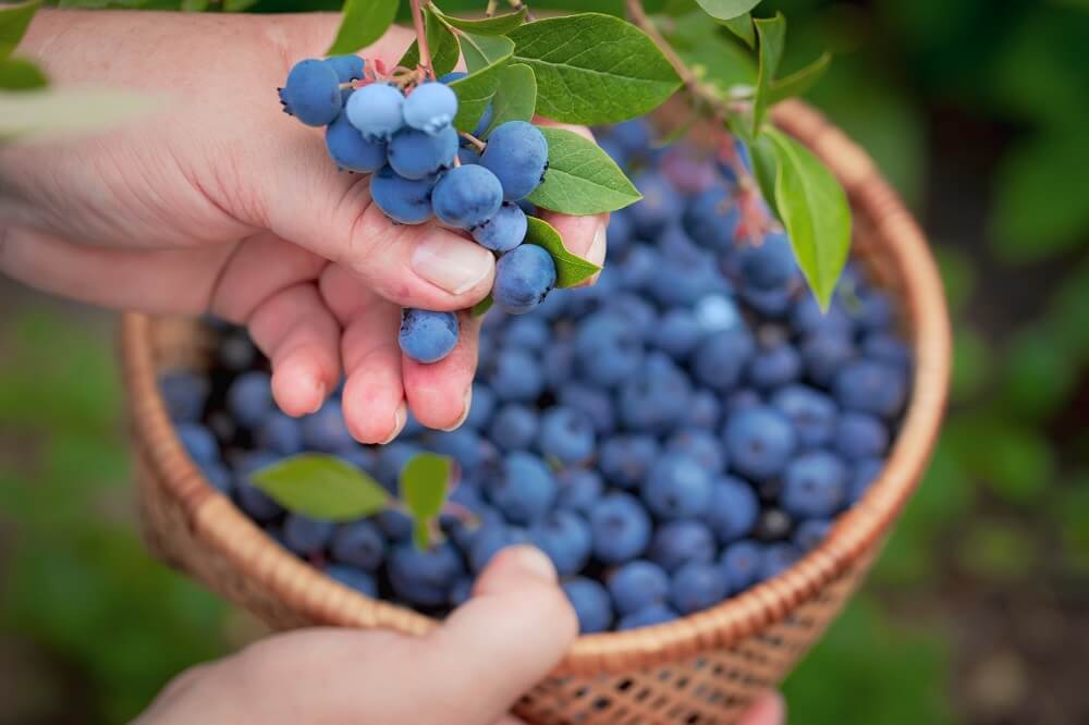 Fresh Blueberries